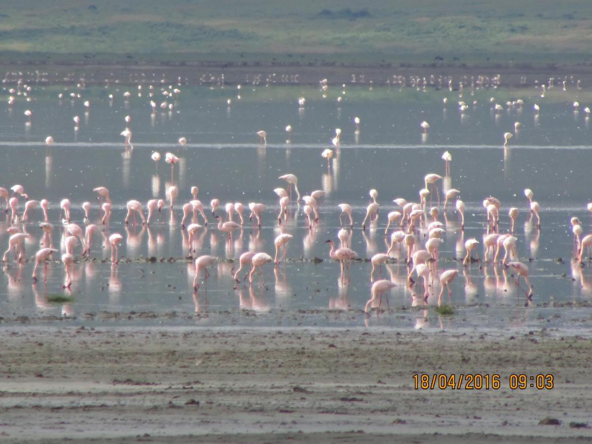 Kiboko Lodge Usa River 외부 사진