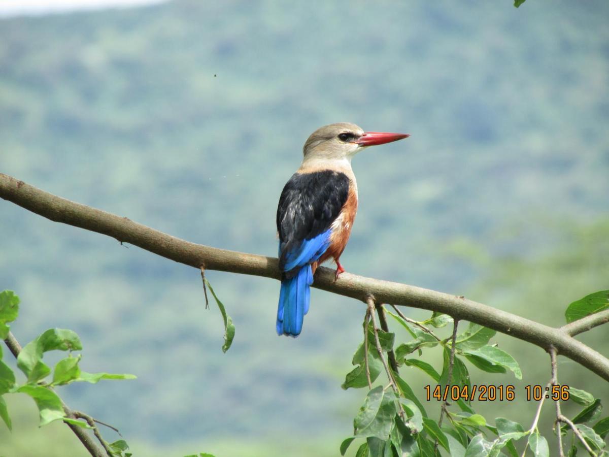Kiboko Lodge Usa River 외부 사진